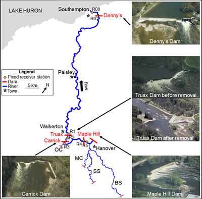 Adfluvial migration and passage of Steelhead before and after dam removal at a major Great Lakes tributary